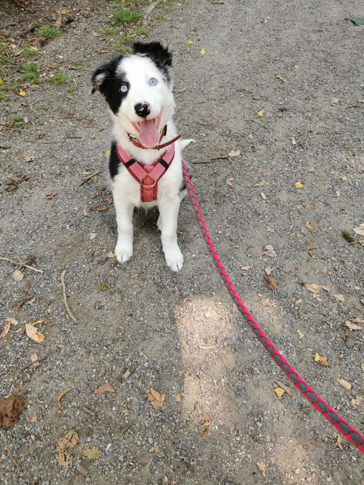 Hundetreffen-souveräne Hunde für Welpe-Profilbild