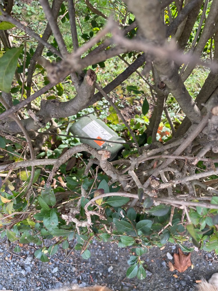 Giftköder-Rattenfalle freistehend-Profilbild