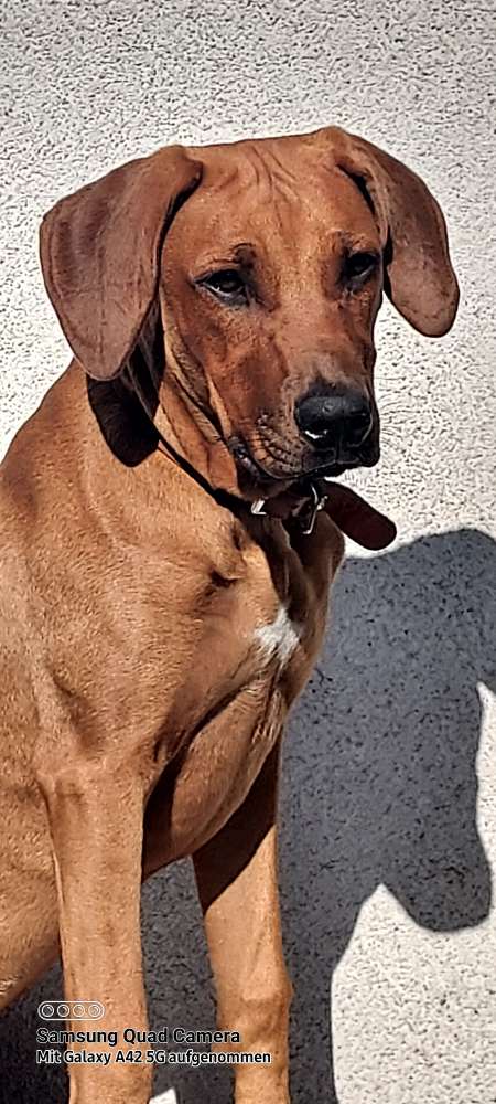 Hundetreffen-Gassirunde-Profilbild