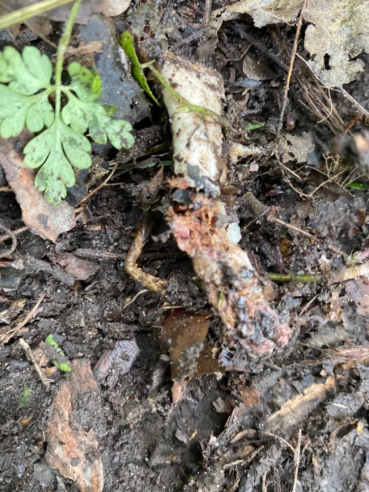 Giftköder-Geflügelknochen-Profilbild