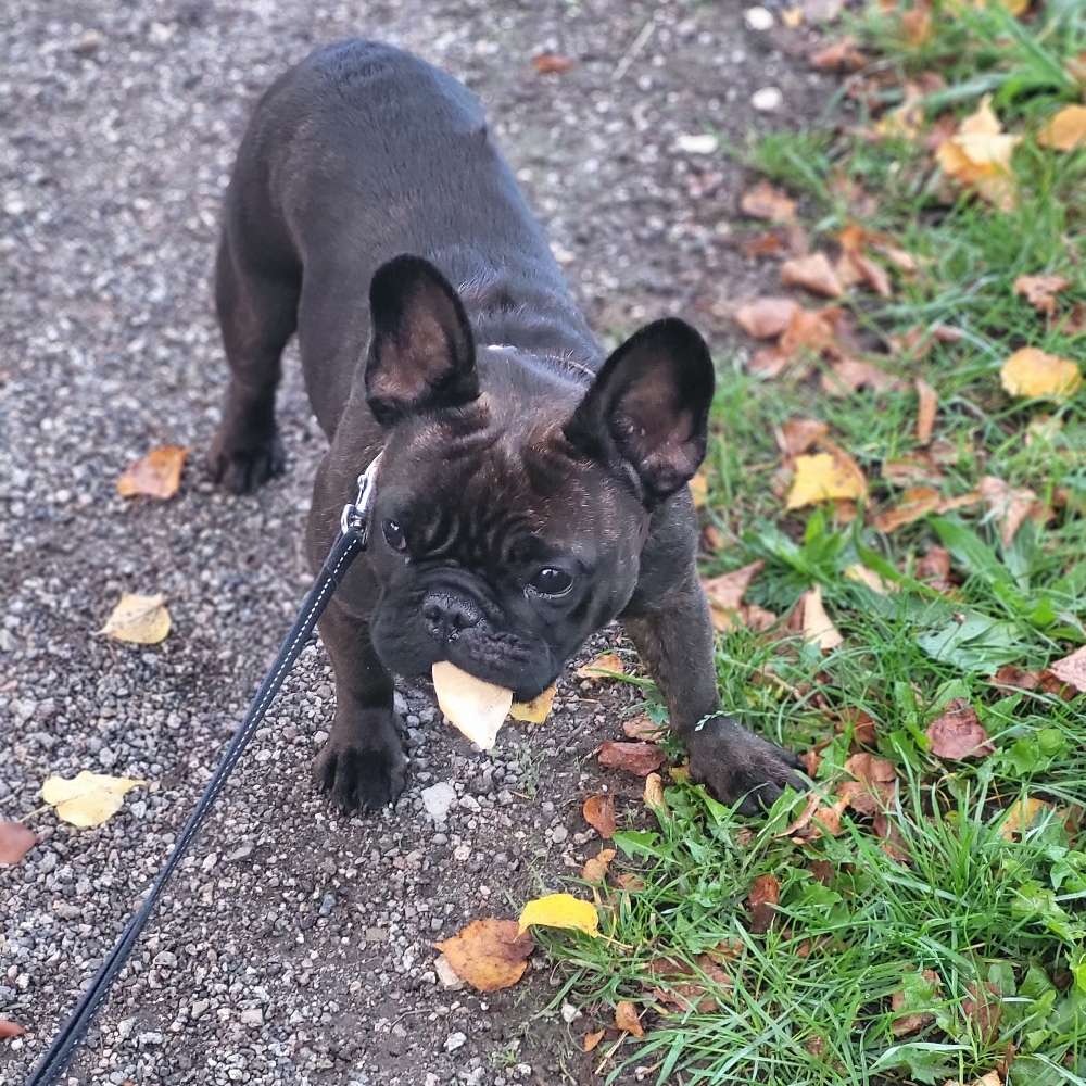 Hundetreffen-Gassirunde, Spiel & Spaß-Profilbild