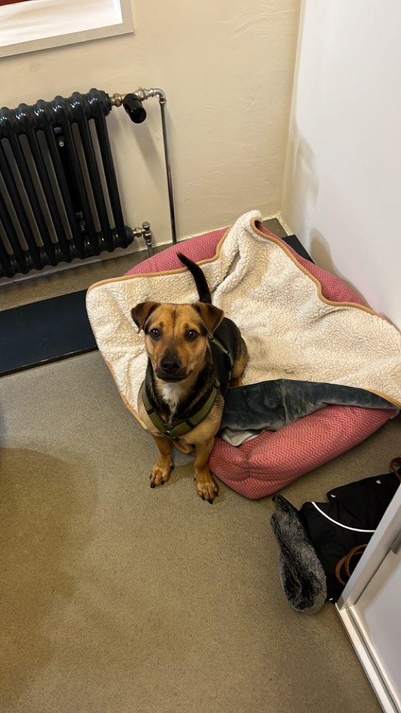 Hundetreffen-Spielkameraden für Holly gesucht-Profilbild