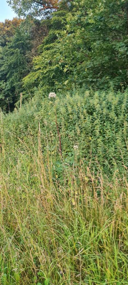 Giftköder-Bärenklau-Profilbild