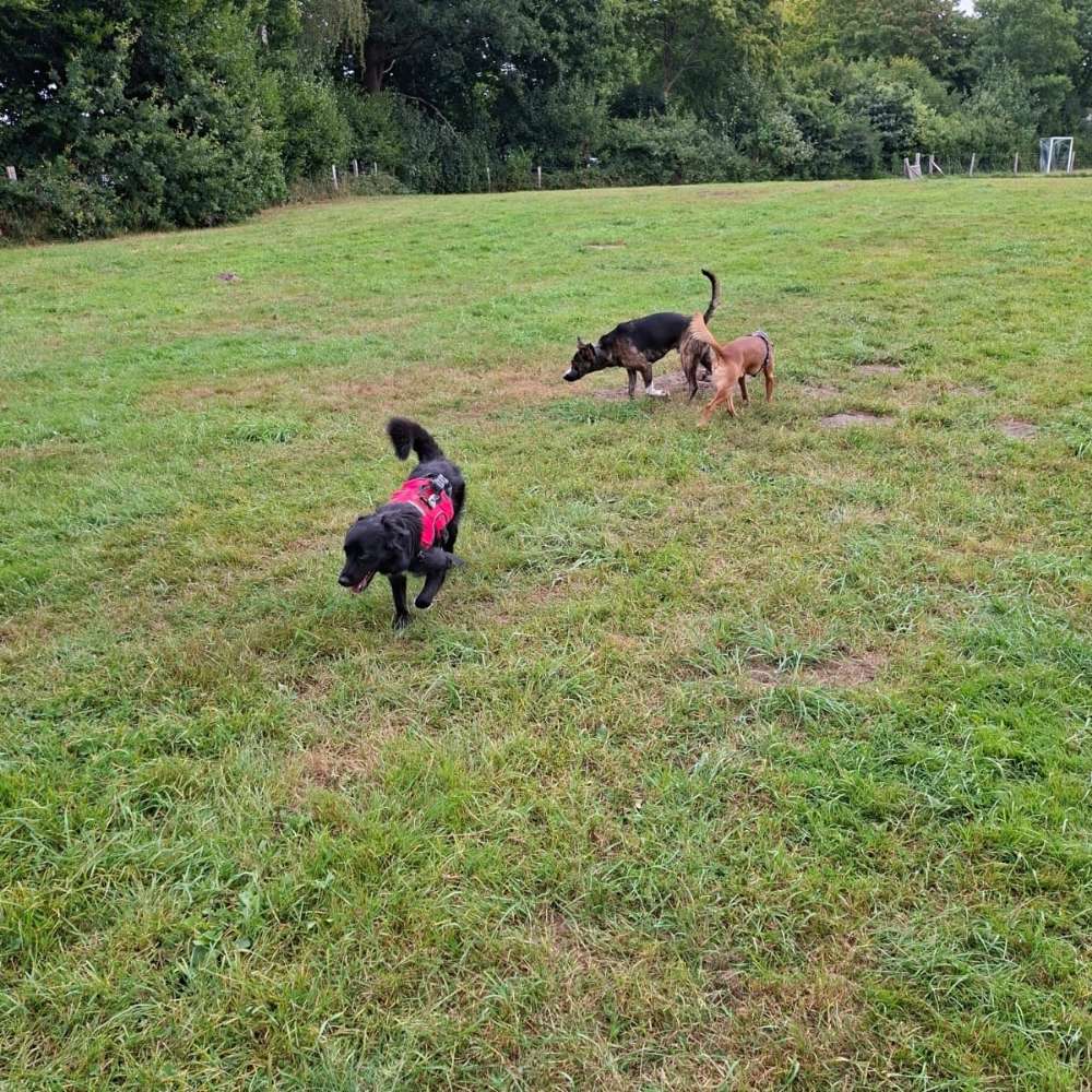 Hundetreffen-Spieletreff im Freilauf-Profilbild