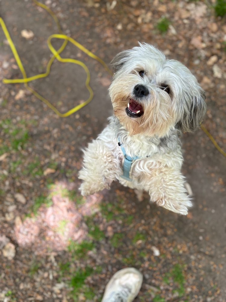 Hundetreffen-Spielkamerad / Gassirunde-Profilbild