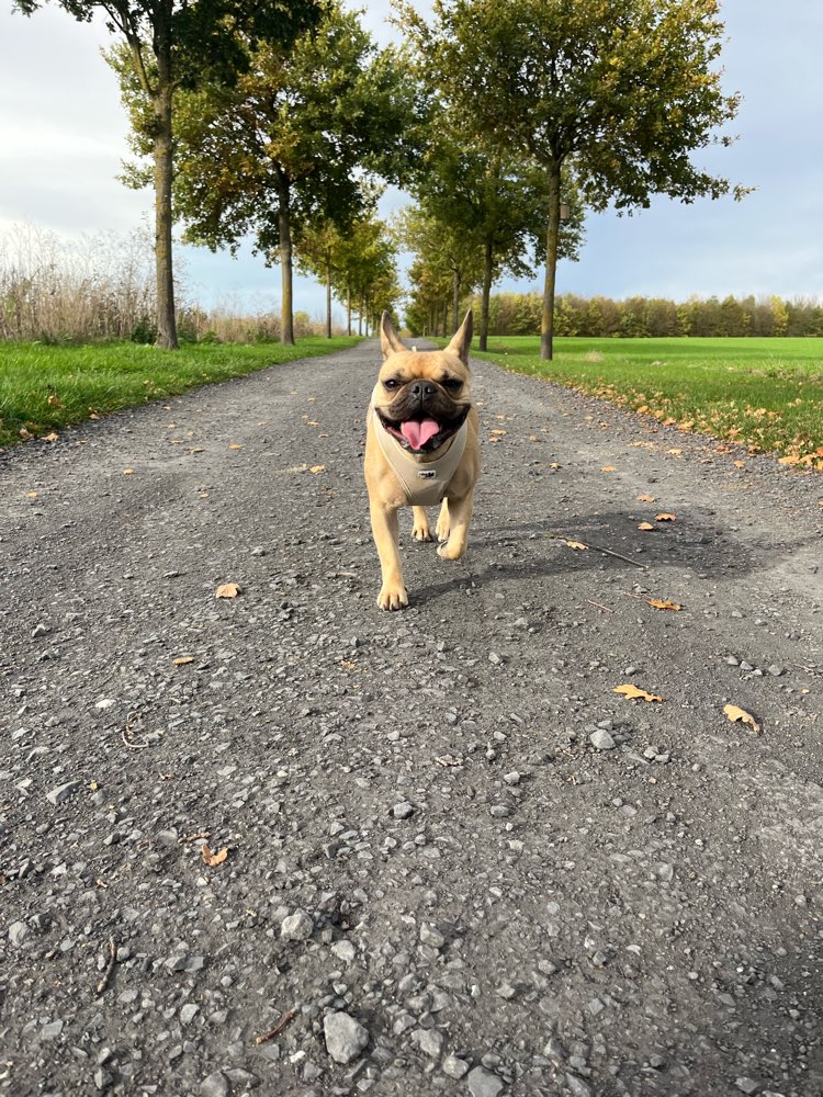 Hundetreffen-Frenchie für gemeinsames Spielen etc. gesucht-Profilbild