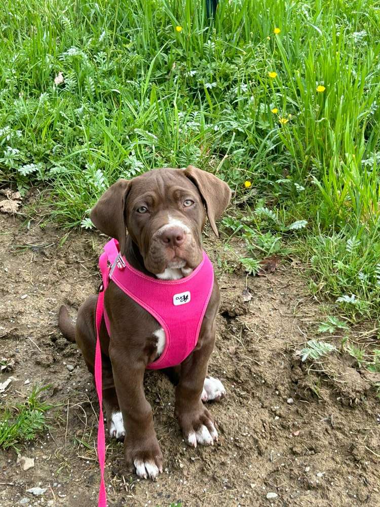 Hundetreffen-Spielkameraden 🐶-Profilbild