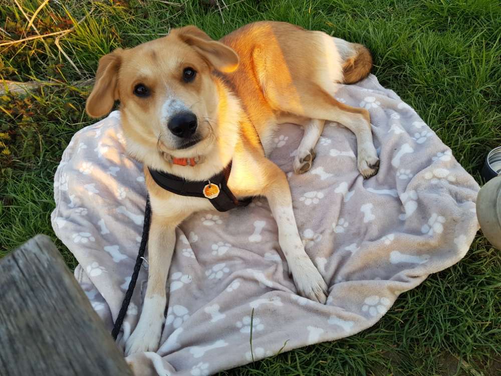 Hundetreffen-Regelmäßige Spazier- und Spielpartner für Junghund gesucht-Profilbild