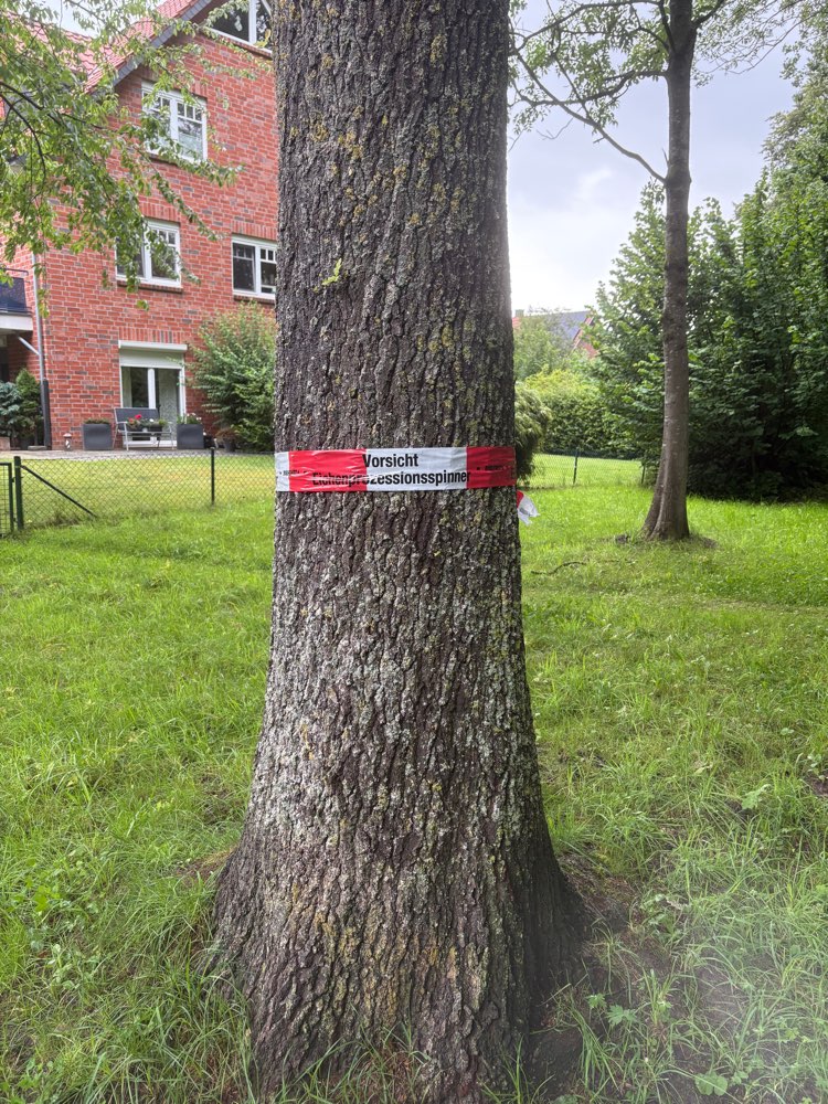 Giftköder-Eichenprozessionsspinner-Profilbild