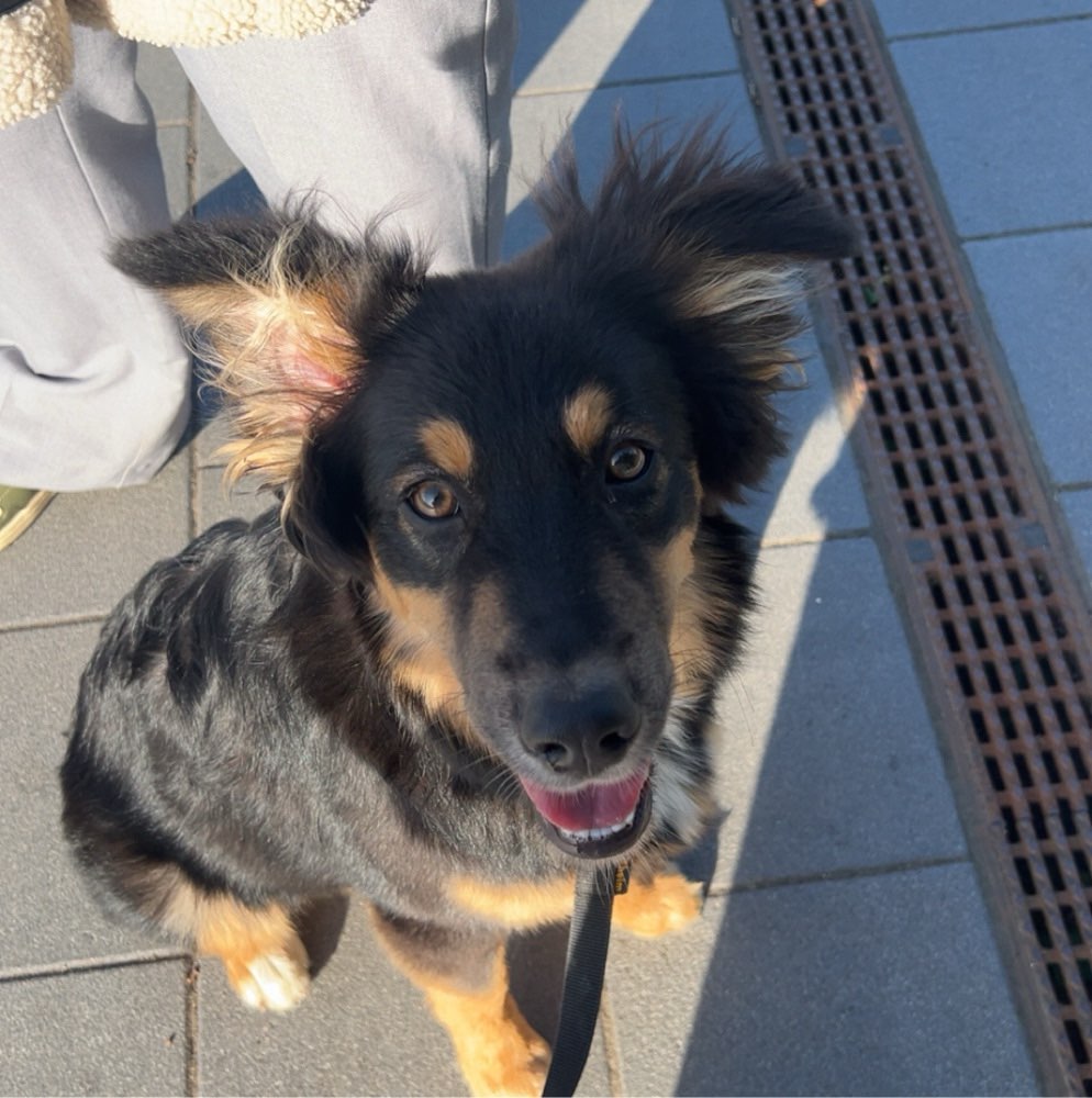 Hundetreffen-Junghund sucht Spielkumpels-Profilbild