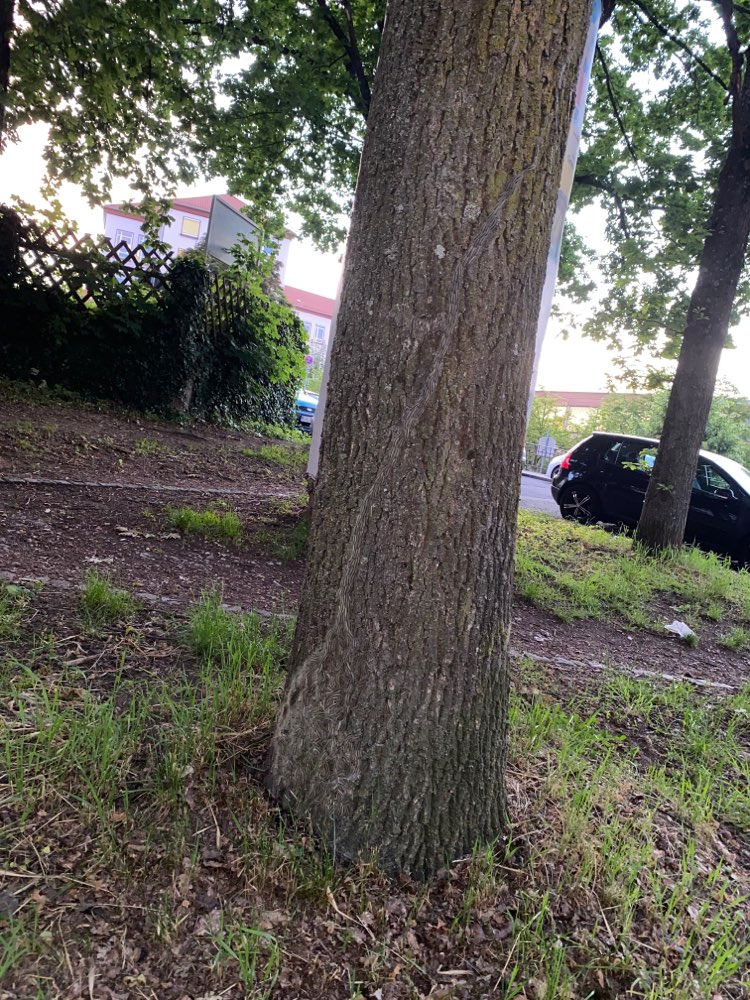 Giftköder-Eichenprozessionsspinner-Profilbild