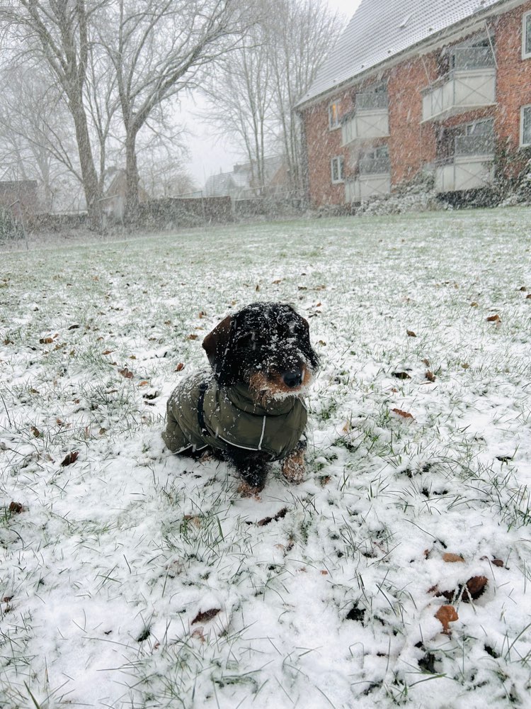 Hundetreffen-Hundetreff/Spielrunde-Profilbild
