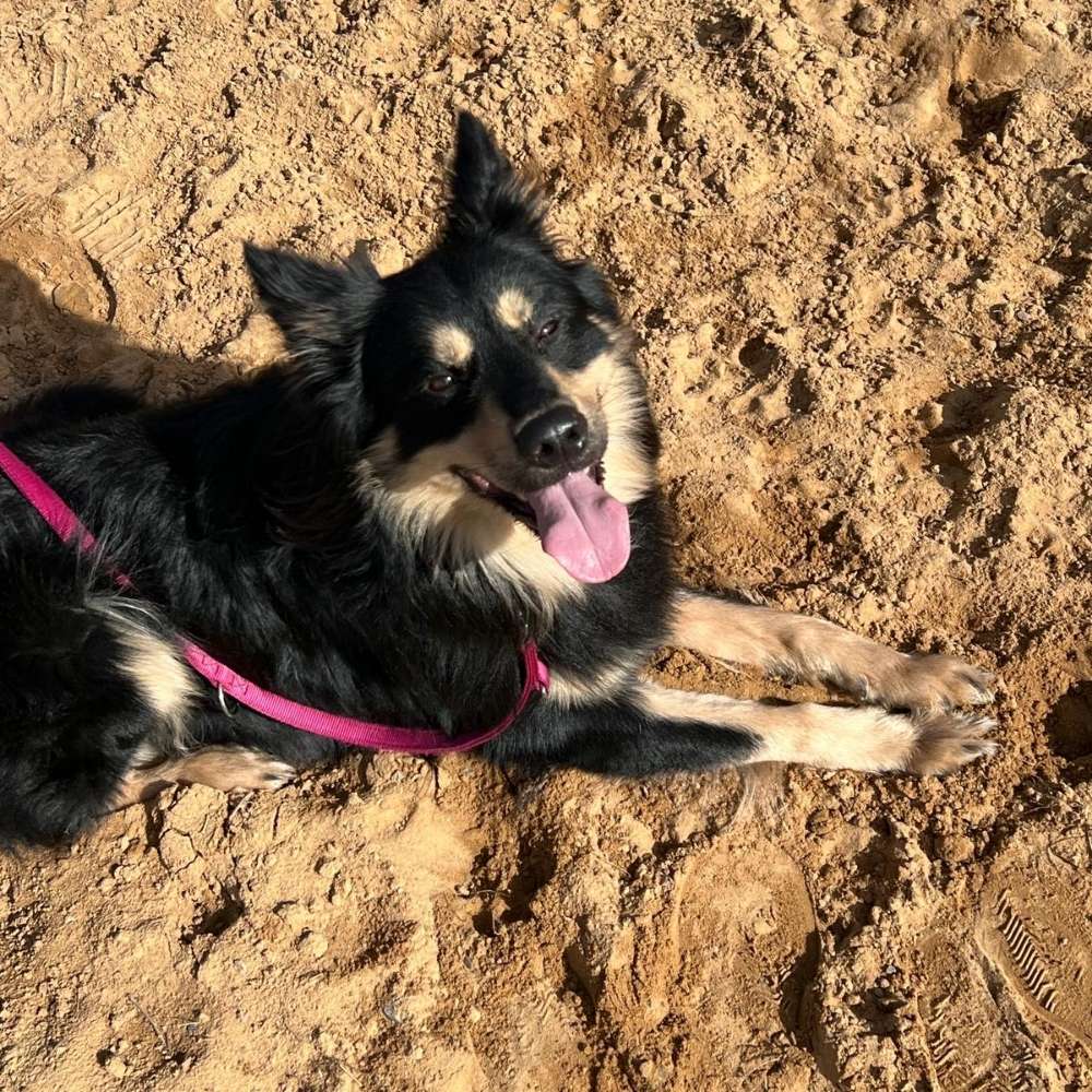 Hundetreffen-Spiel und Gassirunde-Profilbild