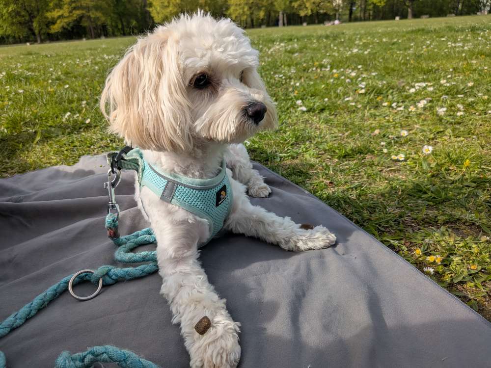 Hundetreffen-SpielDate-Profilbild