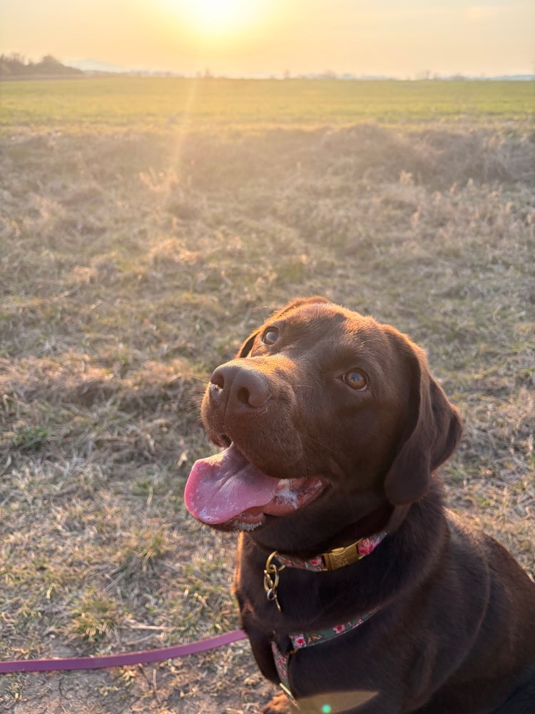 Hundetreffen-Hundetreffen in 99867 oder Umgebung 🐶-Profilbild