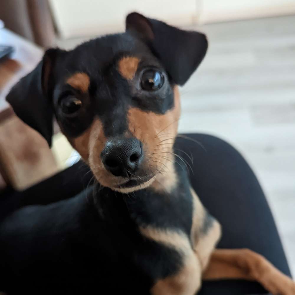 Hundetreffen-Wir suchen geduldige Freunde im Kessel-Profilbild