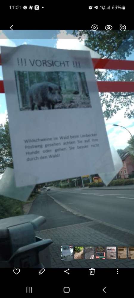 Giftköder-Wildschweine-Profilbild