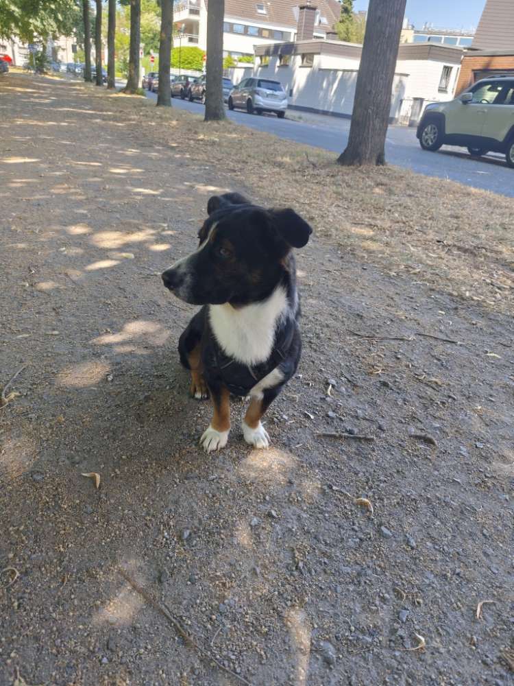 Hundetreffen-Treffen für Junghunde-Profilbild