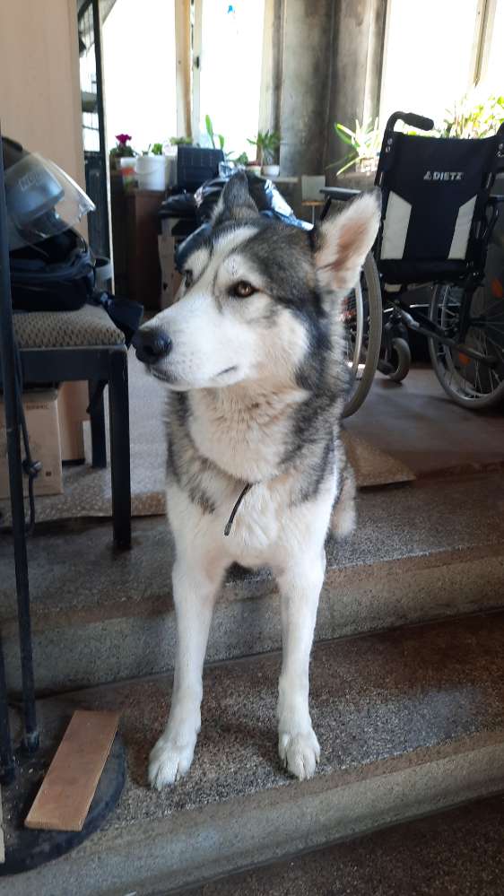 Hundetreffen-Alle verträglichen Hunde willkommen-Profilbild