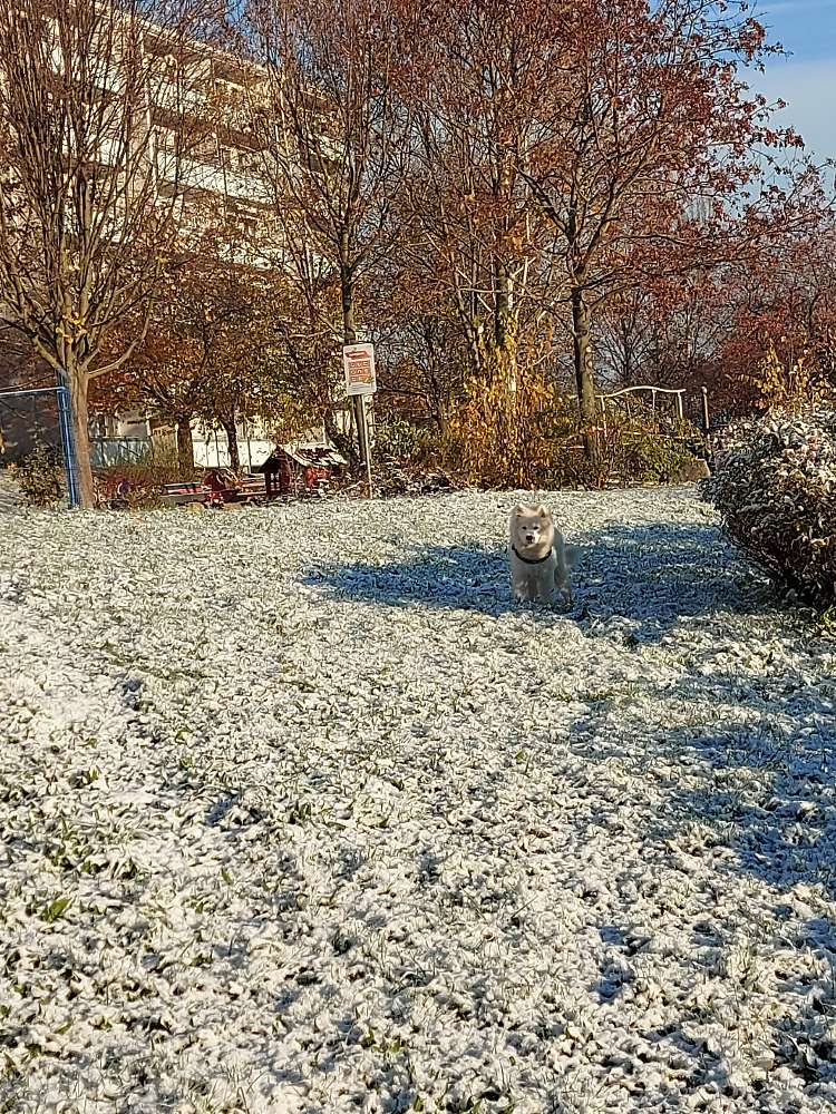 Hundetreffen-Hundetreff Kreis Dresden-Profilbild
