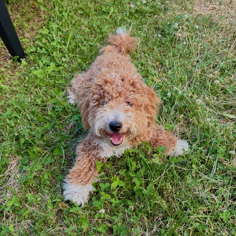 Hundetreffen-Mailo sucht kleine Spielkameraden 🐶-Profilbild