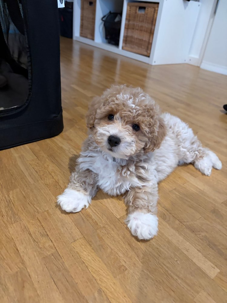 Hundetreffen-Mailo sucht kleine Spielkameraden 🐶-Profilbild