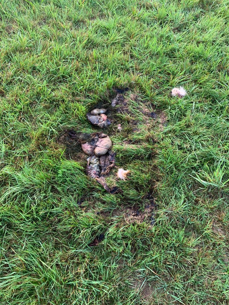 Giftköder-Eingeweide reh oder ähnlich-Profilbild