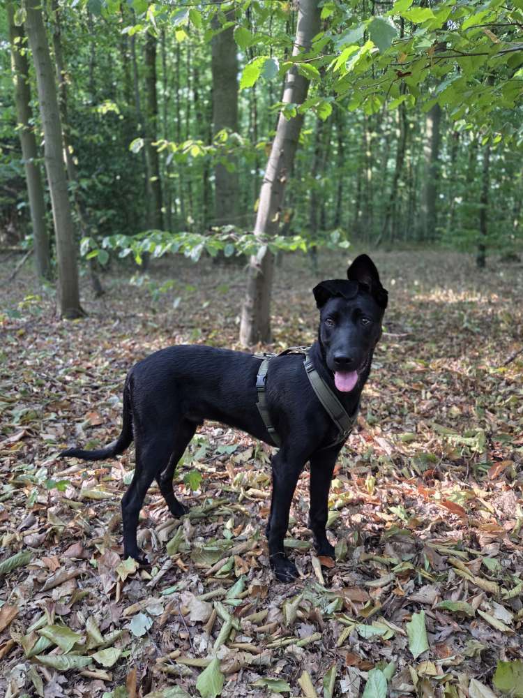 Hundetreffen-Junghunde Duisburg Süd am WE-Profilbild