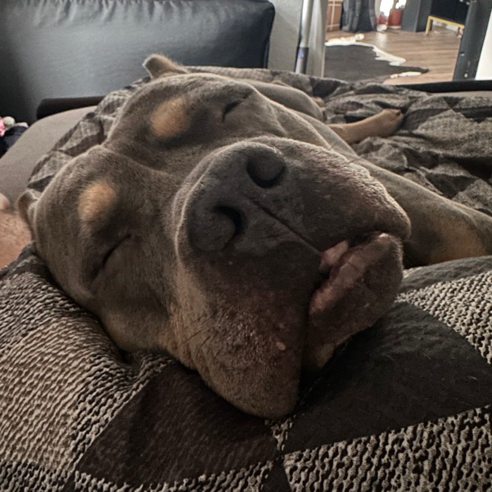 Hundetreffen-Gemeinsame Spaziergänge mit lebensfrohen Menschen und verträglichen Hunden 🐶👣-Profilbild