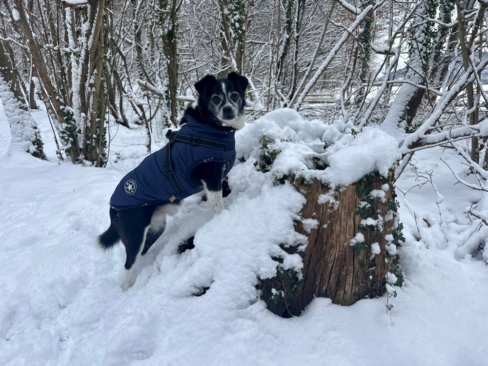 Hundetreffen-Gassirunde Kessenich/Dottendorf/Venusberg-Profilbild