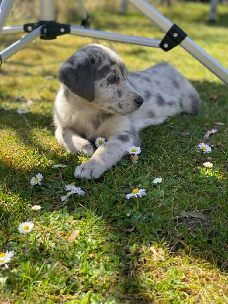 Hundetreffen-Welpentreffen gesucht-Profilbild