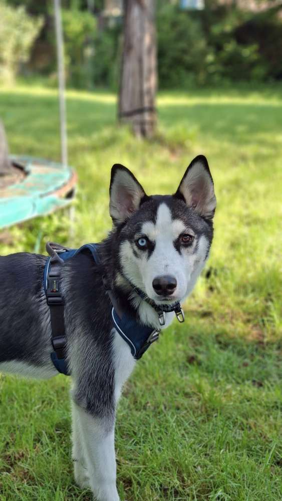 Hundetreffen-Snoppy sucht Gassie Freunde-Profilbild