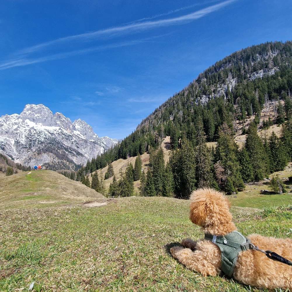 Hundetreffen-Junghunde zum spielen gesucht-Profilbild