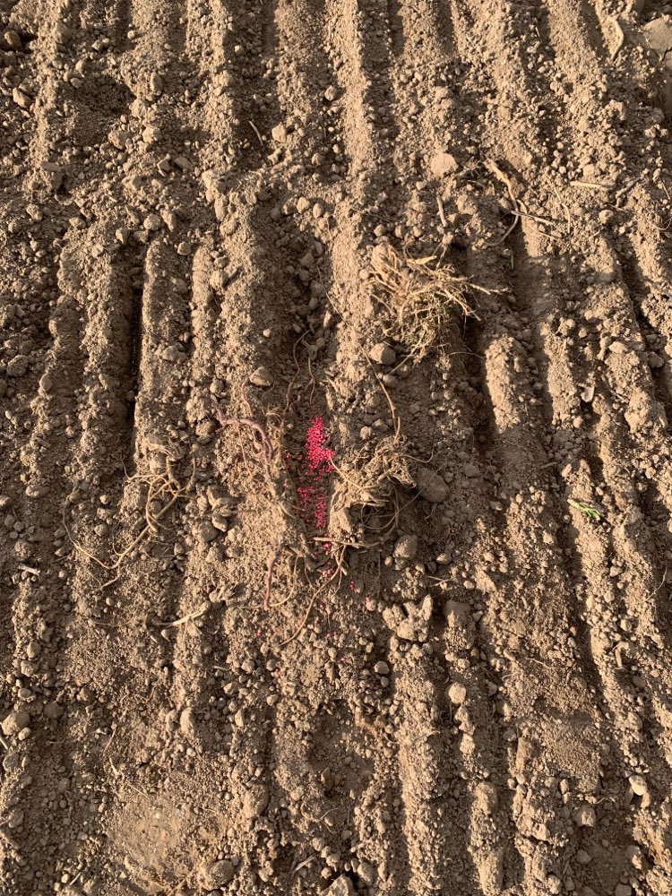 Giftköder-Gift-Profilbild