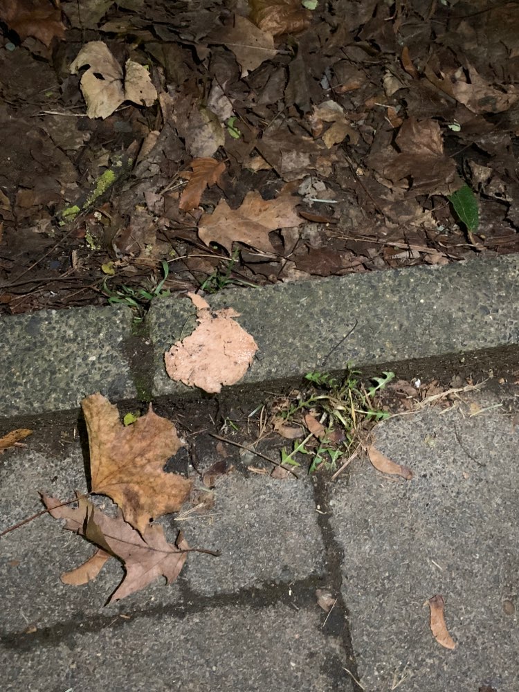 Giftköder-Vermutlich giftköder-Profilbild