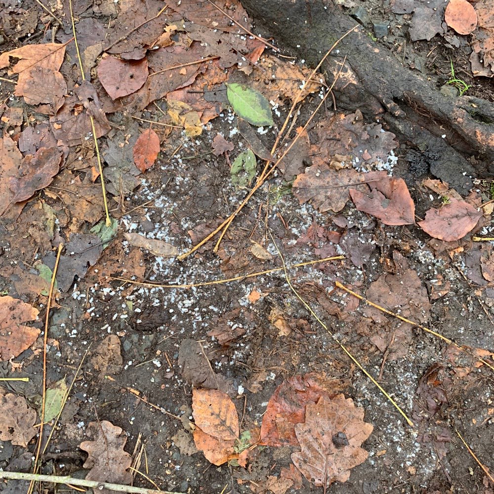 Giftköder-Blaukorn-Profilbild