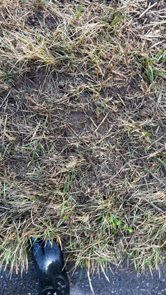 Giftköder-Schneckenkorn auf dem Feld-Profilbild