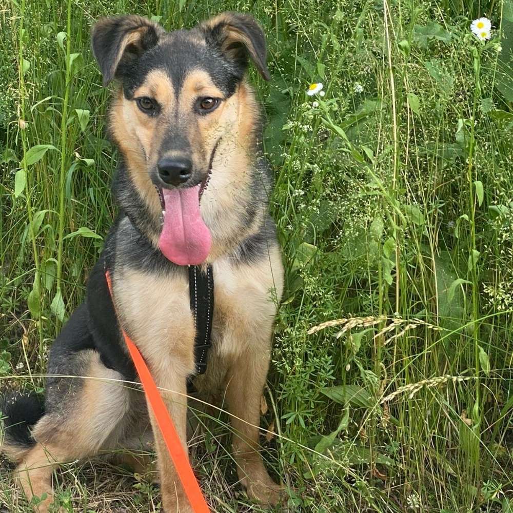 Hundetreffen-Hundetreffen Moosach-Profilbild