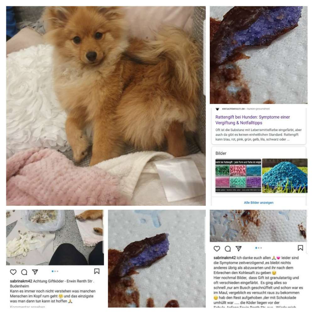 Giftköder-Giftköder / verletzter Hund-Profilbild