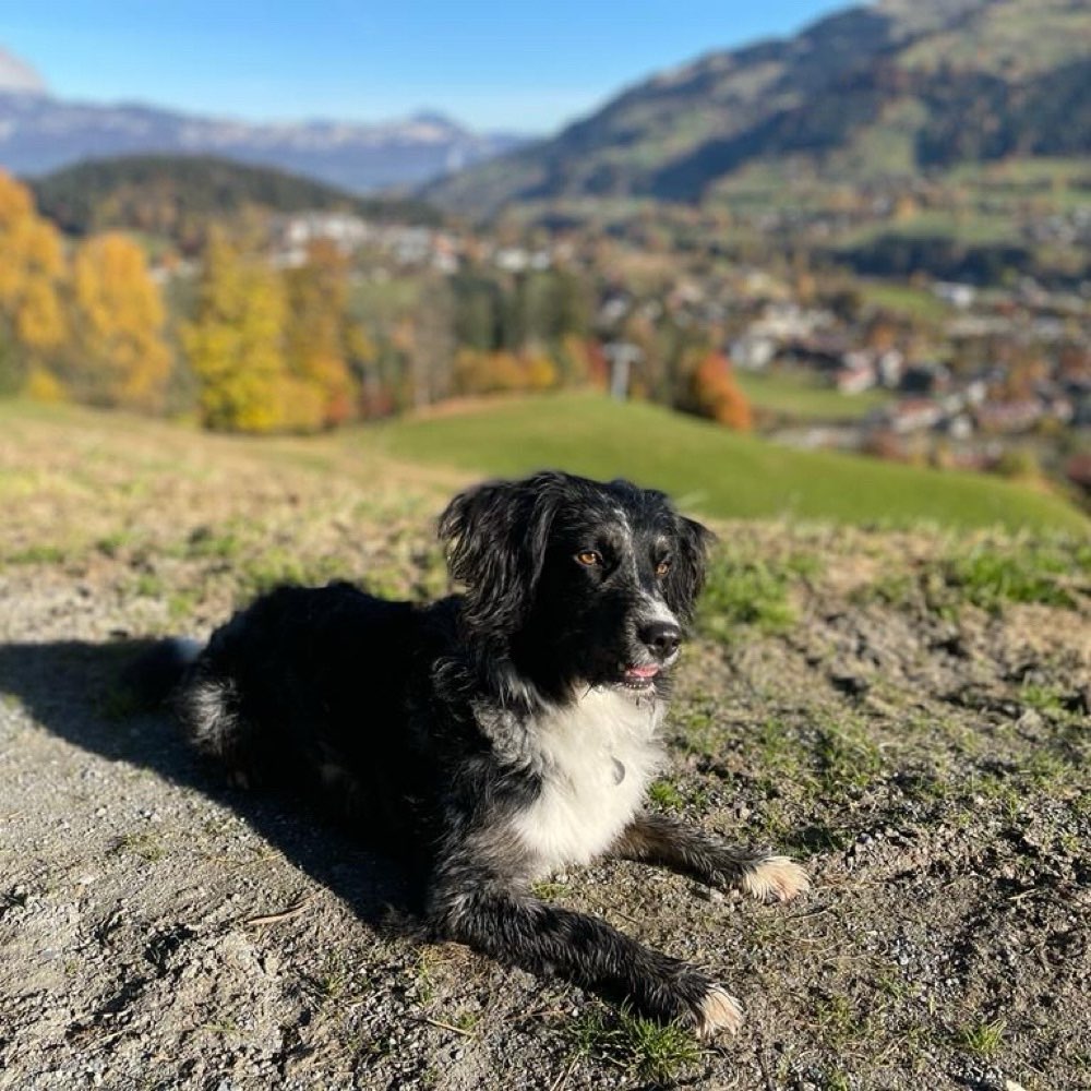 Hundetreffen-Gemeinsame Gassirunden in Lilienthal und Umgebung-Profilbild