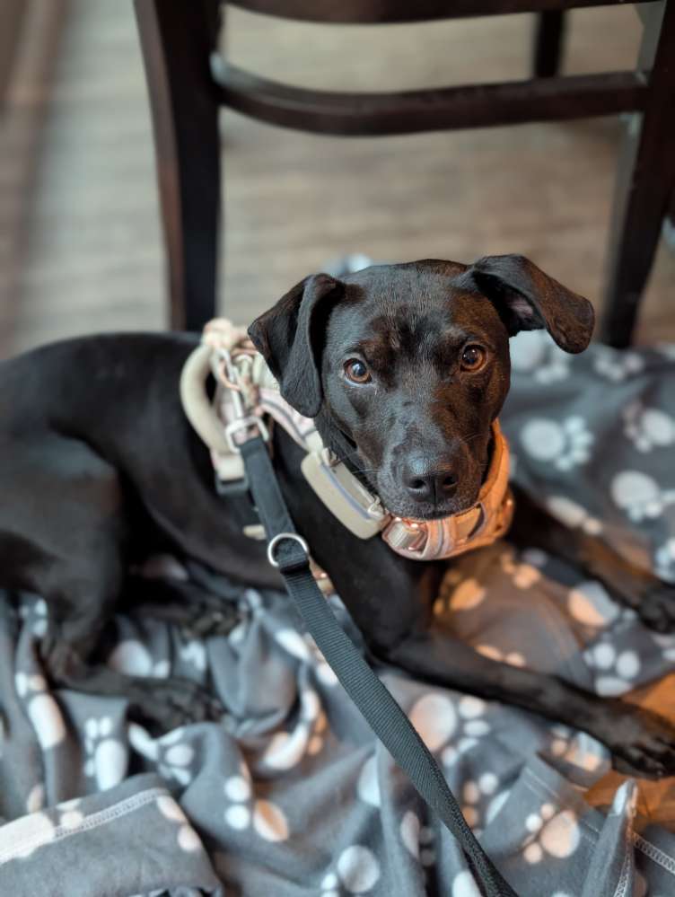 Hundetreffen-Sozial Walk-Profilbild