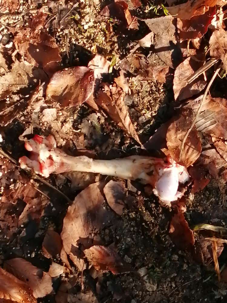 Giftköder-Blutige Knochen am Rand des Rundweges-Profilbild
