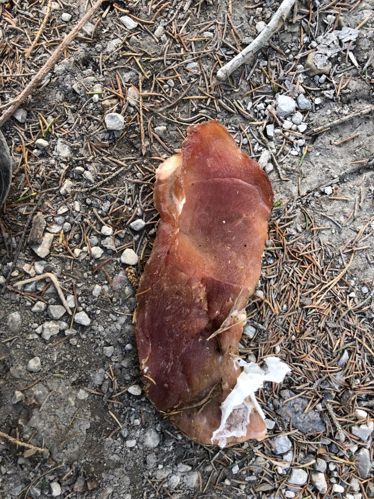 Giftköder-Fleisch Stück im Wald -  Gnadenwald-Profilbild