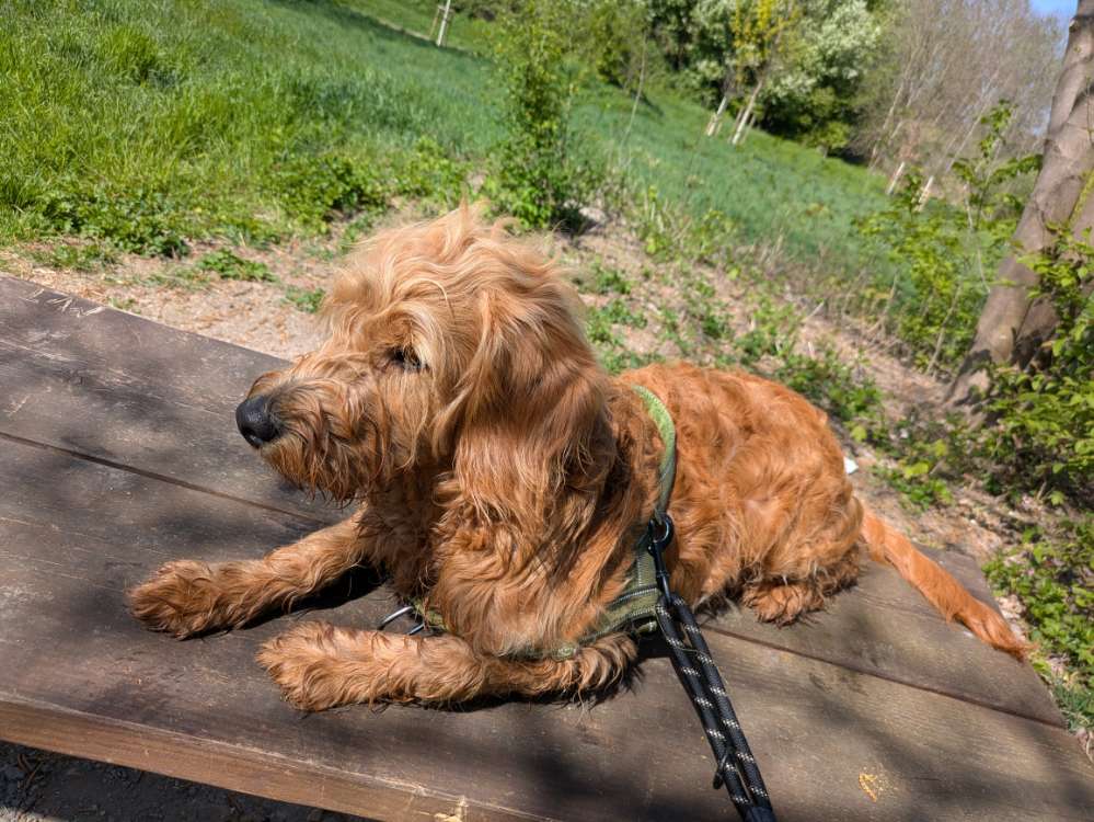 Hundetreffen-Gassirunde, Spielzeit-Profilbild