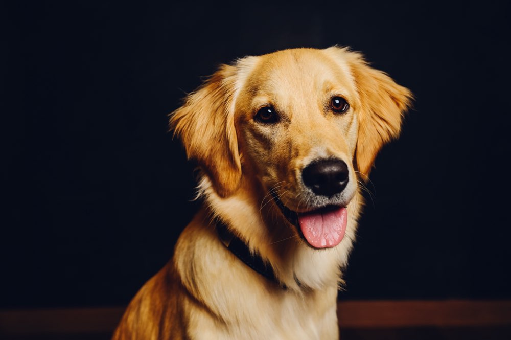 Hundetreffen-Gassi- und Spielrunde-Profilbild