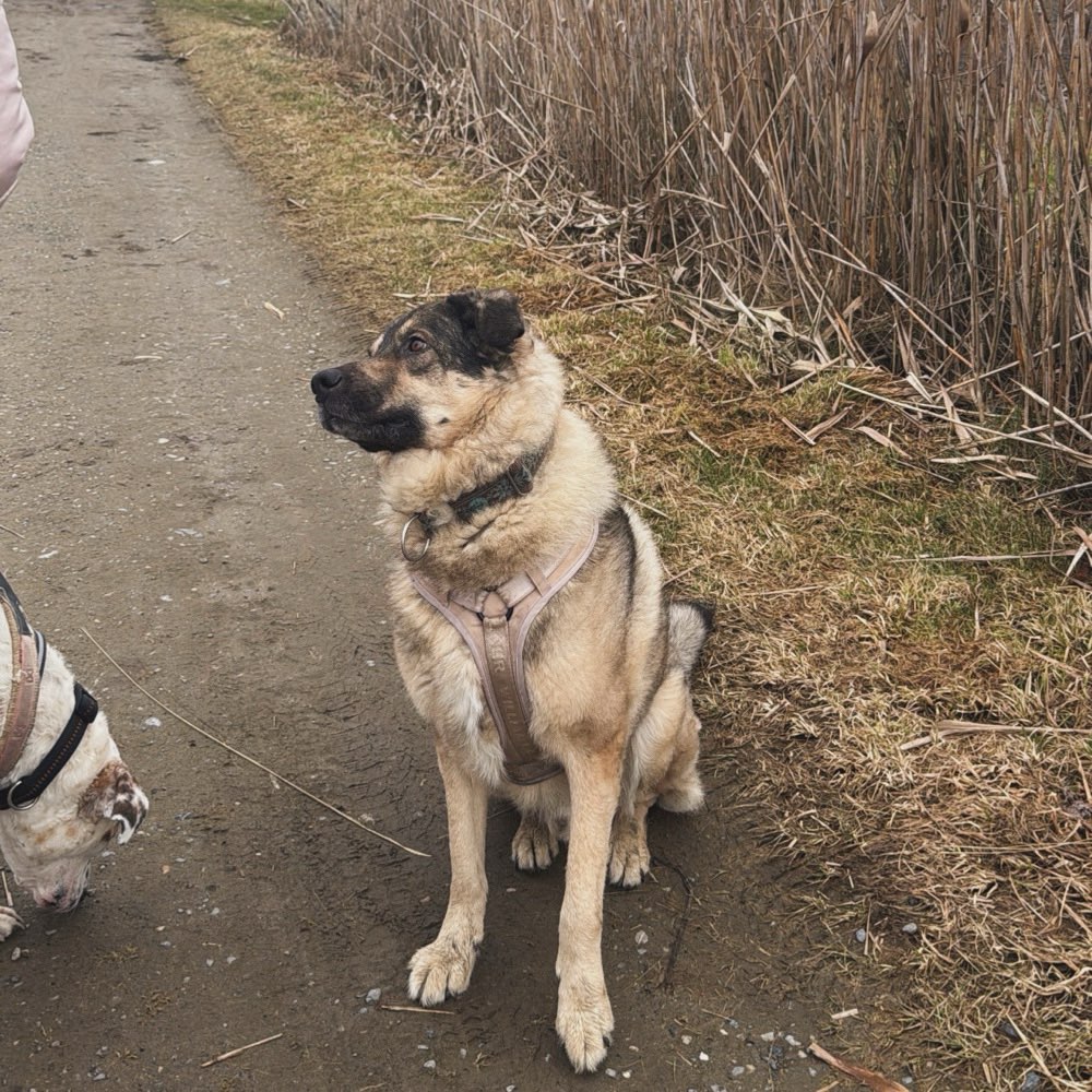 Hundetreffen-Hundebegegnung/Spazieren-Profilbild