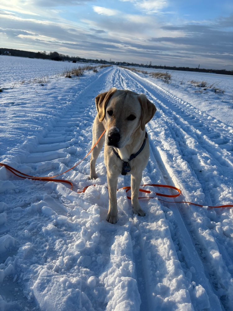 Hundetreffen-Spielgefährten gesucht-Profilbild