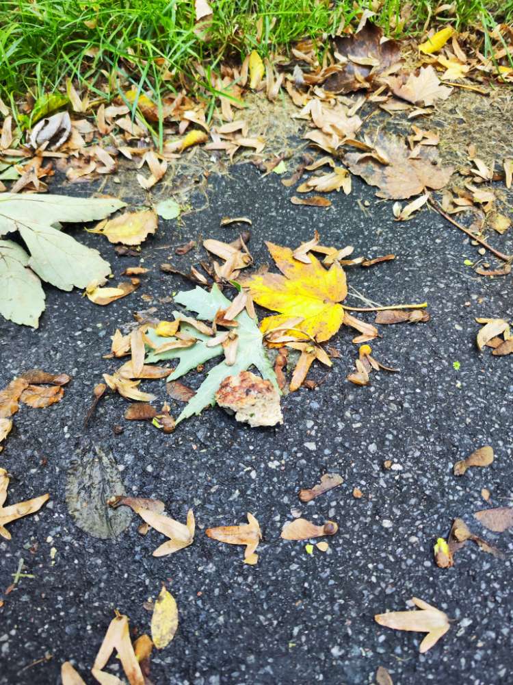 Giftköder-Hackbällchen im Gras-Profilbild