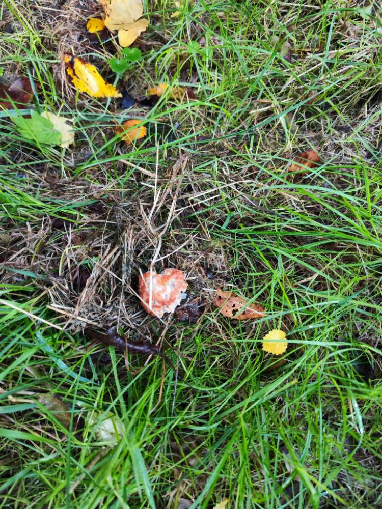 Giftköder-Mehrere Hackbälchenaif den-Profilbild