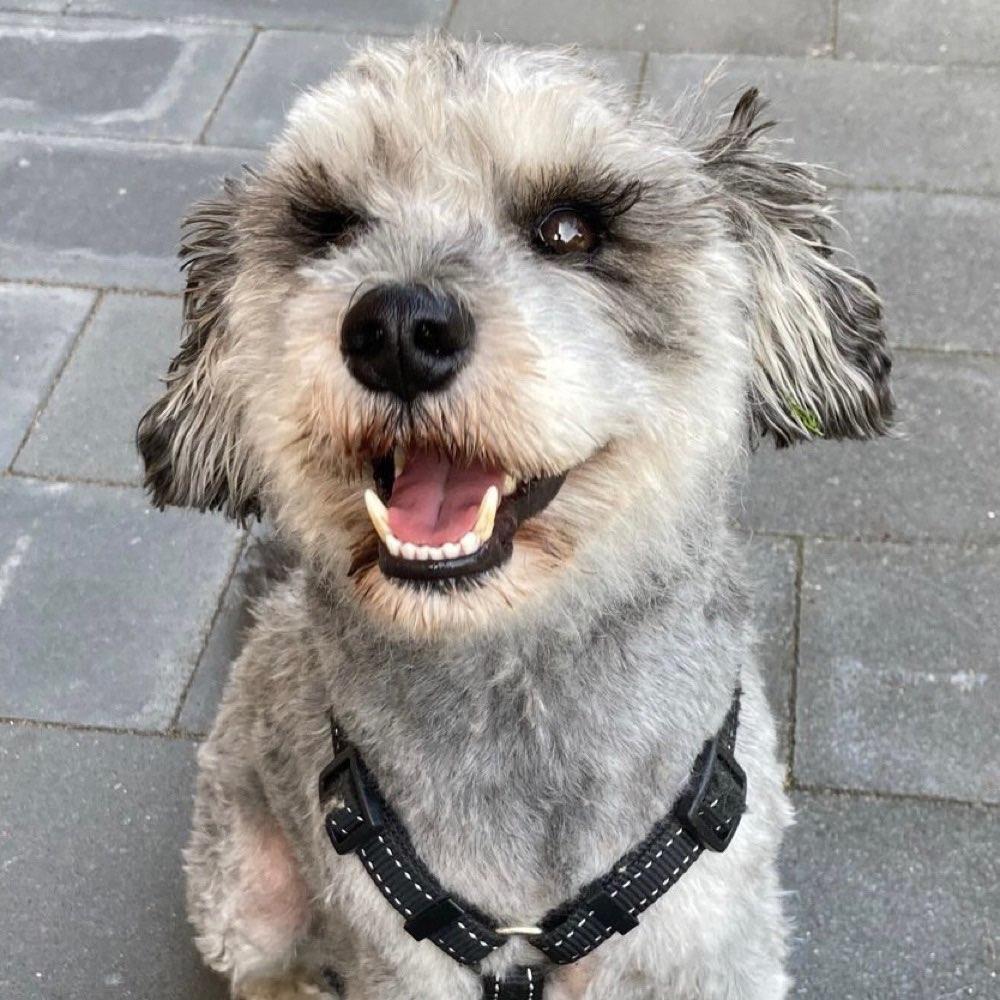 Hundetreffen-Spielfreunde gesucht-Profilbild